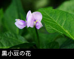 黒小豆の花  