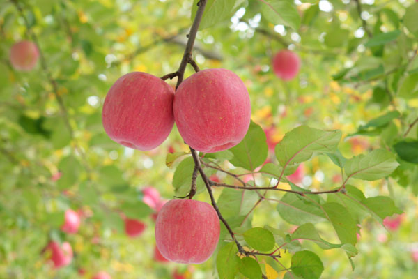 リンゴ 果樹園 画像 無料写真素材 フリー写真素材