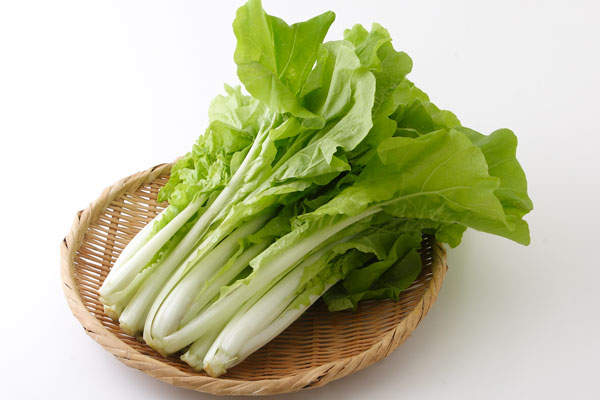 山東菜 野菜 背景白 画像1 無料写真素材