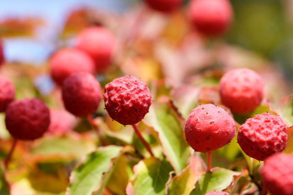 ヤマボウシの実 画像2 木の実 赤い球形 2センチ程度 葉の上 9月10月 無料写真素材