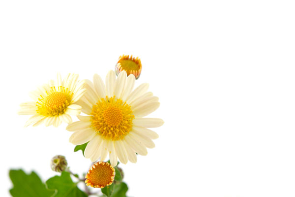黄色い小菊（西洋菊）　画像3　背景白い余白　フリー写真素材