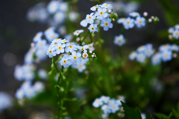野に咲くワスレナグサ（勿忘草 ) 無料写真素材 フリー素材 画像