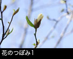 花のつぼみ1