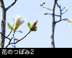 花のつぼみ2
