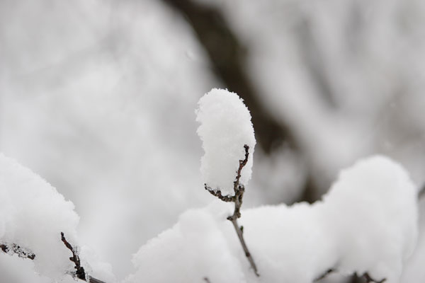 冬 枝にふんわり積もった雪 雪の造形 冬のイメージ 無料写真素材 フリー写真素材