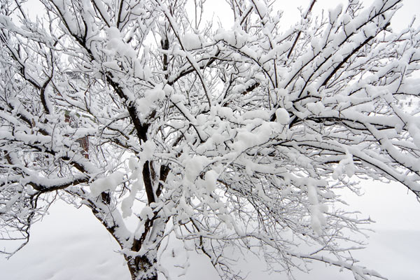 冬 雪が付着した木 雪の造形 冬のイメージ 無料写真素材 フリー写真素材