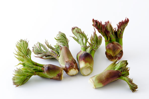 タラノ芽 山菜 画像1 白い背景 無料写真素材 