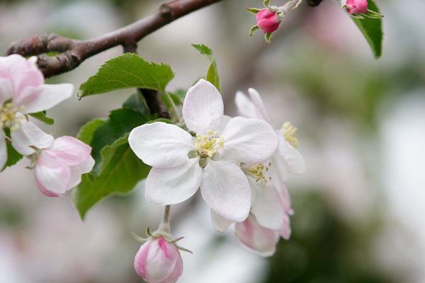 リンゴの花 画像1 クローズアップ 無料写真素材 