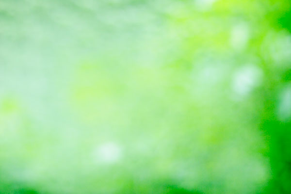 木立 新緑 グラデーション アウトフォーカス合成素材 背景 画像6枚 無料写真素材 フリー写真素材 花ざかりの森