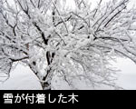 雪が付着した木