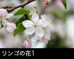リンゴの花1