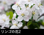 リンゴの花2
