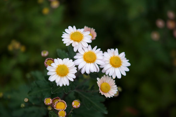 白い小菊（西洋菊） 画像1 無料写真素材 「花ざかりの森」