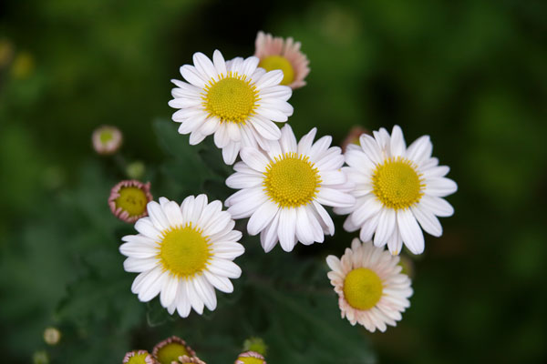 白い小菊（西洋菊） 画像2 フリー写真素材