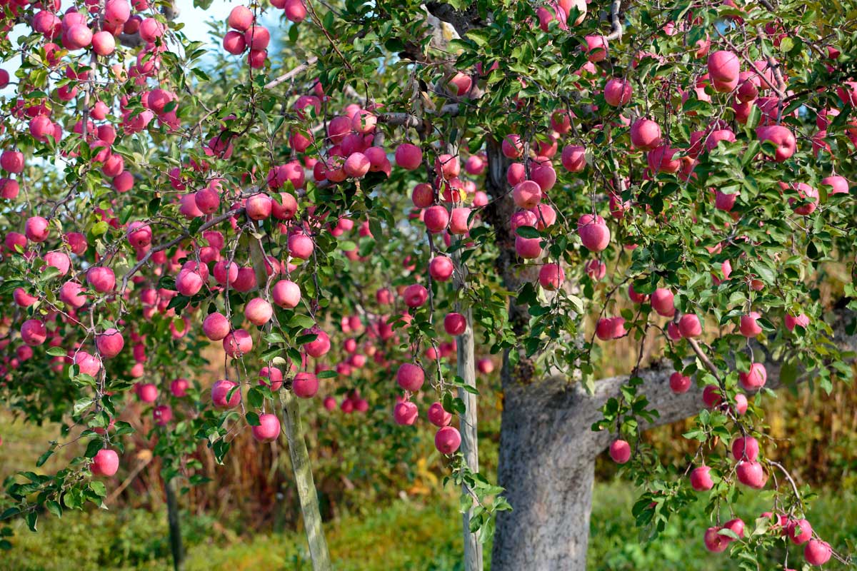 h67l-9833　赤く実るリンゴの木