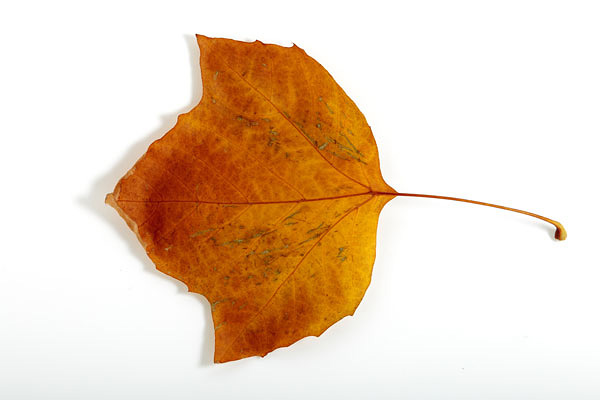 プラタナスの落ち葉素材 画像2 フリー写真素材