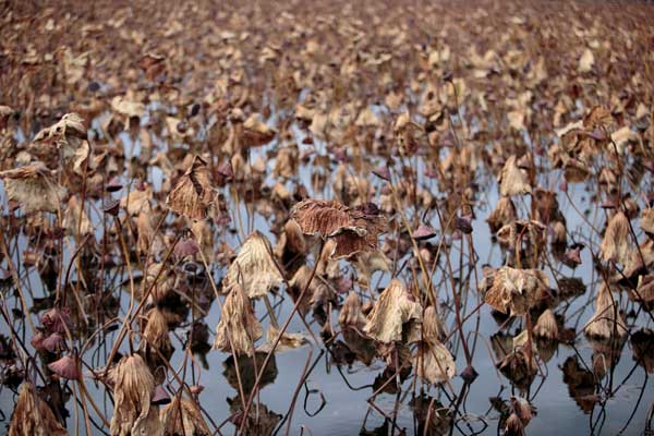 枯れた蓮と晩秋の蓮池 画像 無料写真素材
