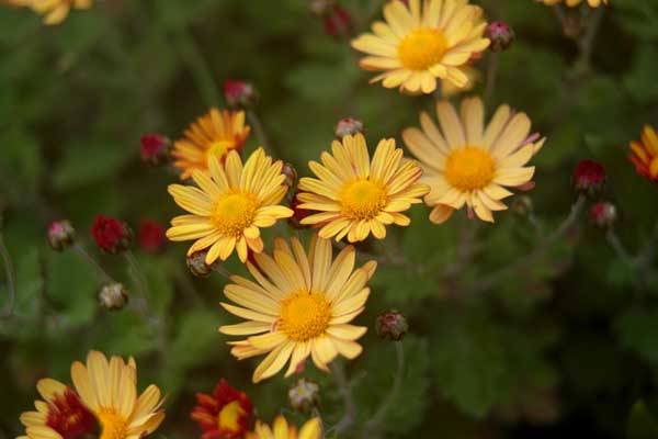 小菊（西洋菊） 画像17 黄色 オレンジ色　無料写真素材 「花ざかりの森」