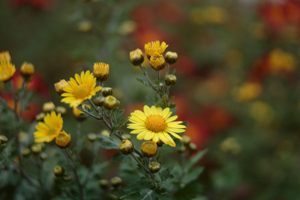 小菊（西洋菊） 画像25 黄色　フリー写真素材 「花ざかりの森」