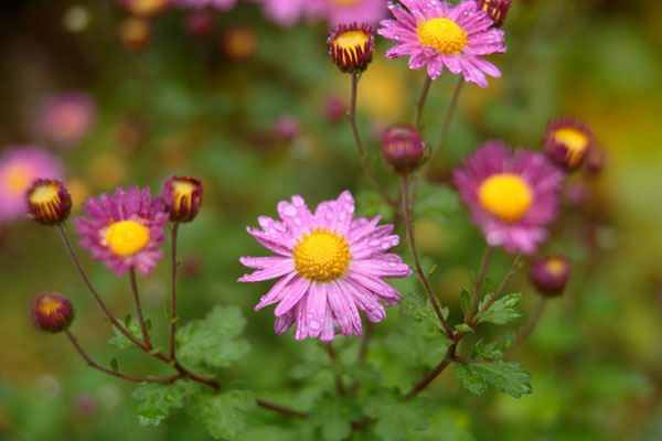 水滴がついた小菊（西洋菊）画像26　紫色 　無料写真素材