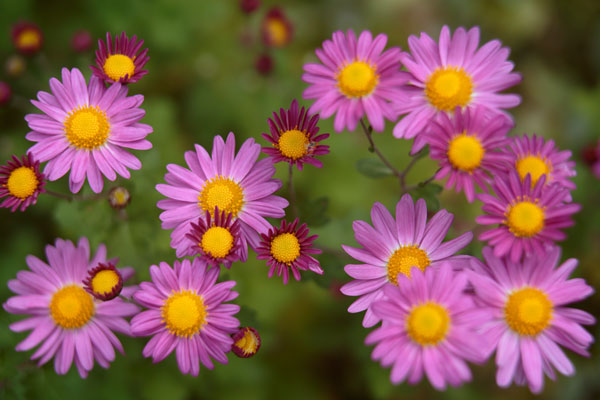 小菊（西洋菊） 画像27 ピンク色　フリー写真素材 「花ざかりの森」
