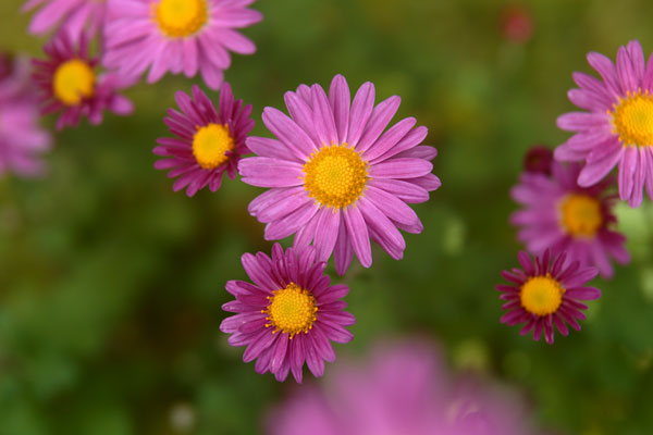 小菊 西洋菊 ピンク色 画像29 フリー写真素材「花ざかりの森」