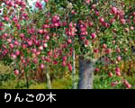 りんごの木