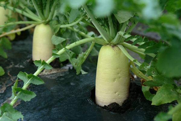 大根 畑に生育する 画像2 野菜 フリー写真素材 無料写真素材 