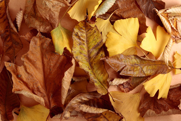 枯れ葉 積み重なった落ち葉イメージ 画像 無料写真素材 フリー写真素材「花ざかりの森」
