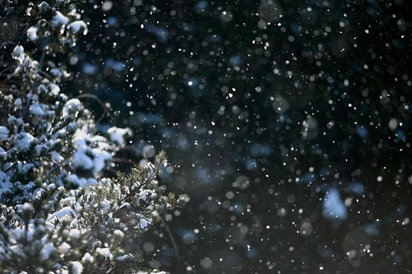 降る雪のイメージ画像 無料写真素材「花ざかりの森」