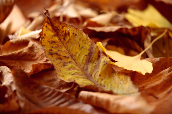 枯れた落ち葉のアップ フリー画像 無料写真素材「花ざかりの森」