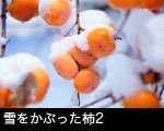 雪をかぶった柿1