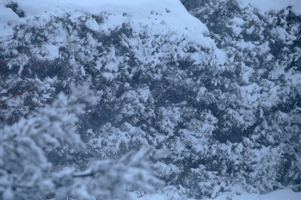 吹雪の中 着雪した生け垣 画像4 無料写真素材「花ざかりの森」