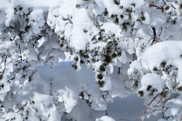 猛吹雪（大雪）の後 木に着雪 積雪 画像2点 無料写真素材 「花ざかりの森」　