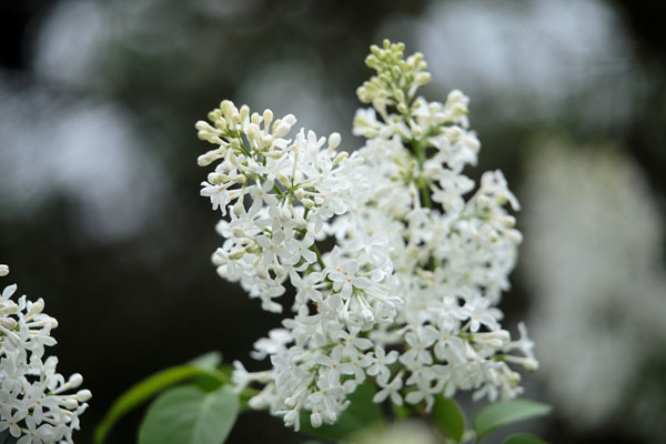 ライラック白い花 画像2 フリー写真素材