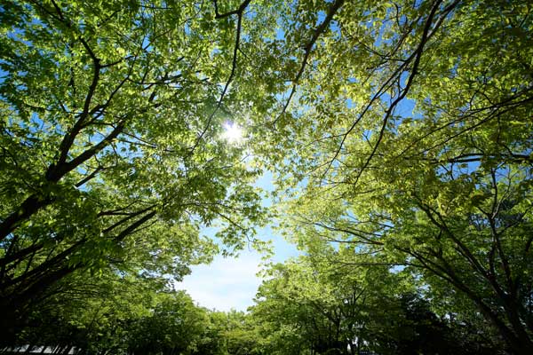   新緑のケヤキ並木 画像 無料写真素材 フリー写真素材「花ざかりの森」