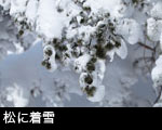 松に着雪2