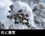 松に着雪3