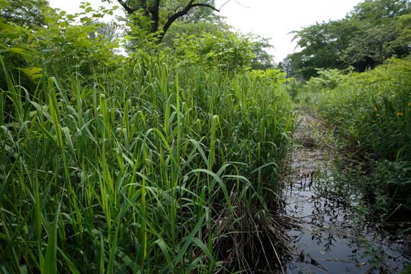 川縁に茅が繁茂し湿地に続く小川。水性昆虫や蛍が住みそうなイメージの小川。
