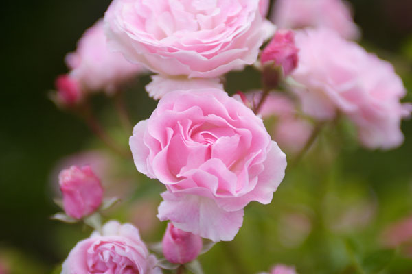 バラの花　ピンク 画像 無料写真素材 フリー写真素材