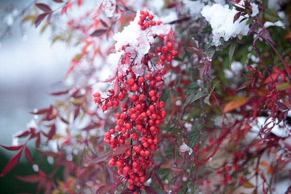 凍てついて雪をかぶった南天の赤い実 画像 無料写真素材 フリー写真素材 花ざかりの森