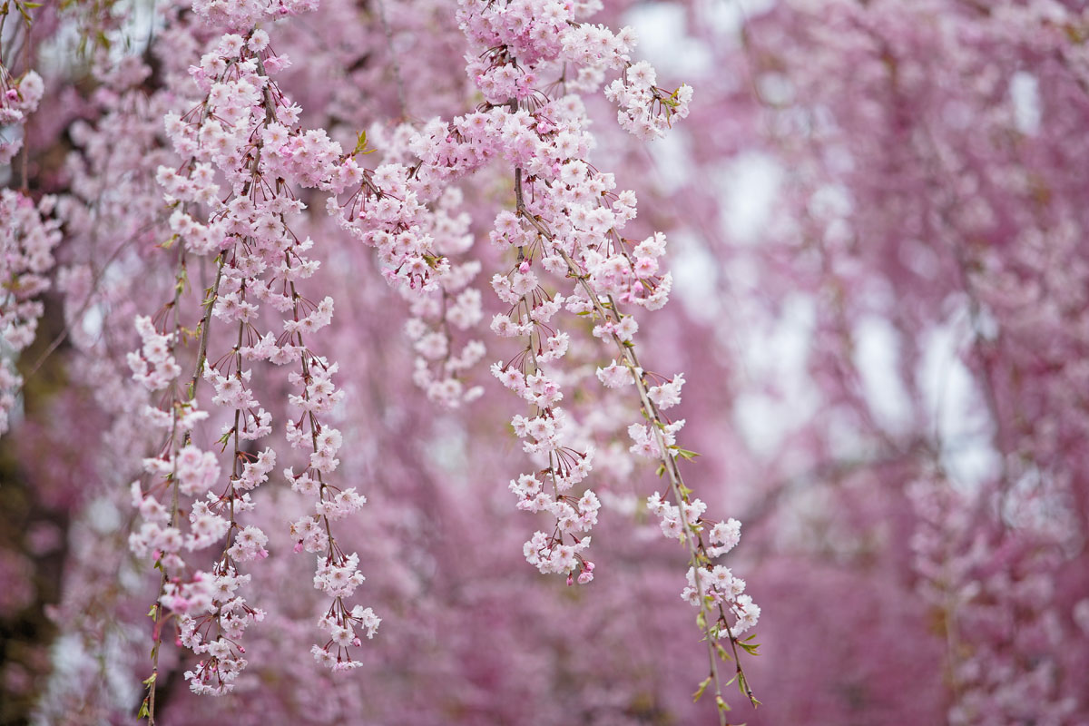 j81l-6062　しだれ桜の花