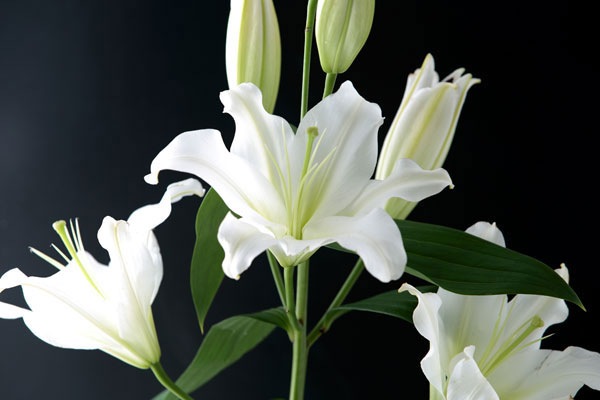 白百合の花 無料画像3枚 背景グレーと黒 無料写真素材 「花ざかりの森」