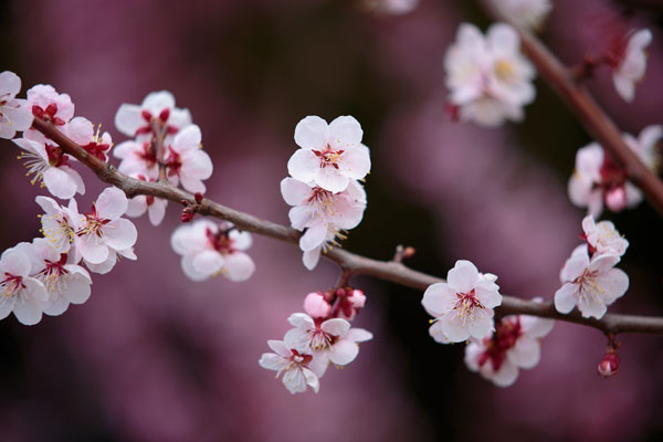 梅の花　画像2　フリー写真素材