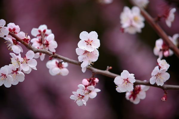 ウメの花 画像 無料写真素材 フリー 印刷 広告 デザイン 素材 花ざかりの森