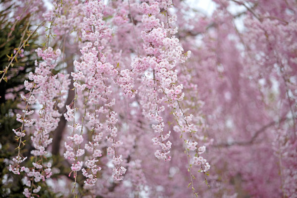 満開に咲誇る淡いピンクのしだれ桜の花。手前の花にピントを合わせて背後の花はアウトフォーカス。2バリエーション。フリー写真。