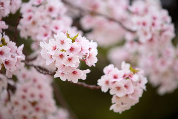 咲き誇る桜（ソメイヨシノ）一枝の写真、3バリエーション。手前の花にピントを合わせて背後の花はアウトフォーカス。フリー写真。