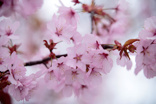 濃いピンク色の花をつけるオオヤマザクラの一枝。手前の花にピントを合わせて背後の花はアウトフォーカス。フリー写真。