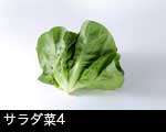 サラダ菜 野菜5644 