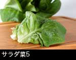 サラダ菜 野菜5659